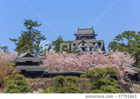 春天南城，中洲，台灣和天樞的松江城（4月） 37791663