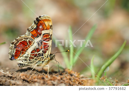 Sakahabo Hosho 37791682