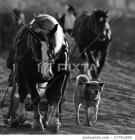 Banged horse race Banged horse race 37791899