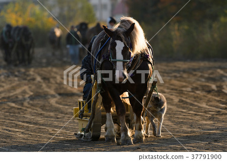 Banged賽馬 Banged賽馬 37791900