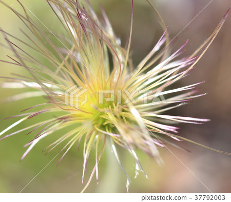 Seed and hair of Pasqueflower 37792003