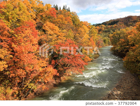 Autumn leaves in Nakatsugawa district, Yamagata Prefecture 37792004