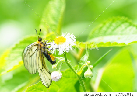 烏蘇巴族 烏蘇巴族 37792012