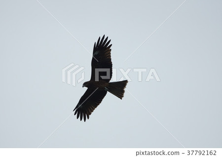 黑鳶 37792162