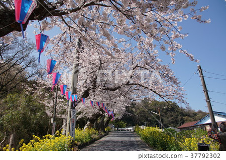 Yokosuka City Kinugasayama Park Gion Sakura Japanese Cherry 37792302