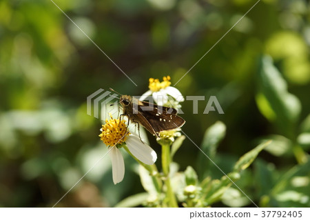 弄蝶 弄蝶 37792405