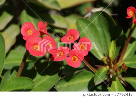 Unicorn flower Unicorn flower 37792412