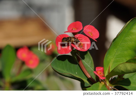 Unicorn flower Unicorn flower 37792414