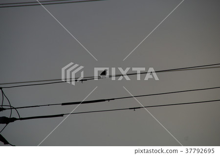 The shadow of a bird that stops on the wire 37792695