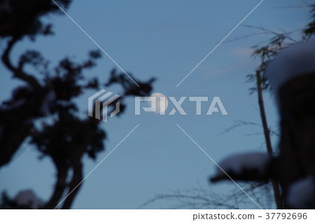 Moon seen from among the trees 37792696
