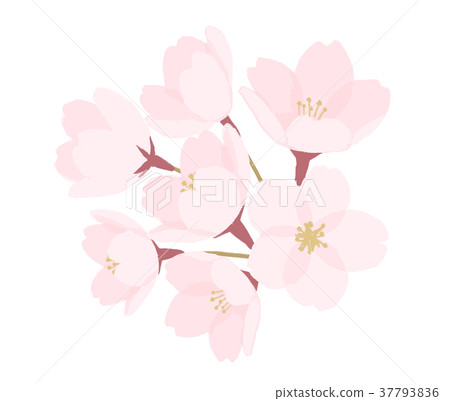 Spring / cherry blossom background material Spring / cherry blossom background material 37793836