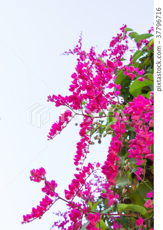 Mexican creeper, Antigonon leptopus is ornamental 37796716