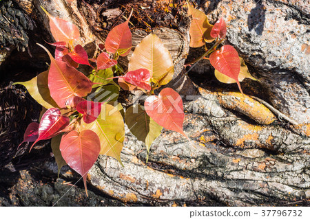 Young leaves of the beautiful and colorful tree 37796732
