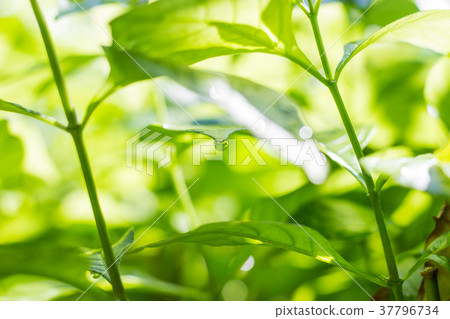 Dew drops on green leaves 37796734