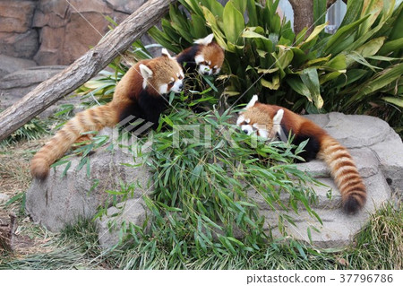 Lesser panda 37796786