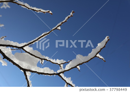 Snowy branch. Close up Snowy branch. Close up 37798449