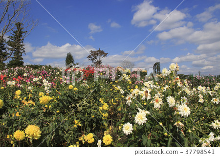 茨城縣花園的大麗花 37798541