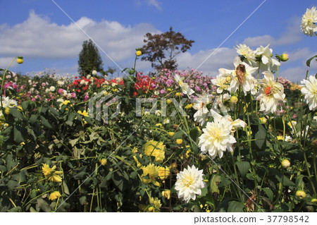 茨城縣花園的大麗花 茨城縣花園的大麗花 37798542