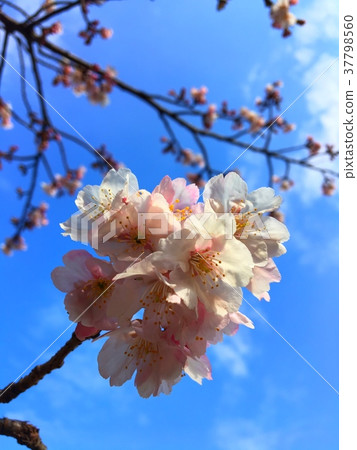 櫻桃樹 37798560