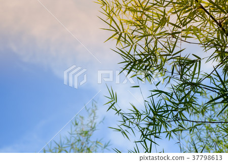 bamboo leaves with the sky background bamboo leaves with the sky background 37798613