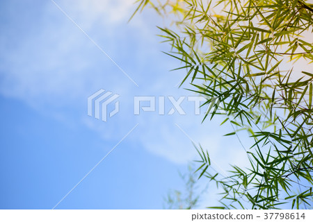 bamboo leaves with the sky background bamboo leaves with the sky background 37798614