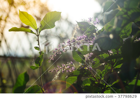 Green leaf and sky background in the morning Green leaf and sky background in the morning 37798629