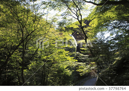 Usui Pass Glass Bridge in Summer 37798764