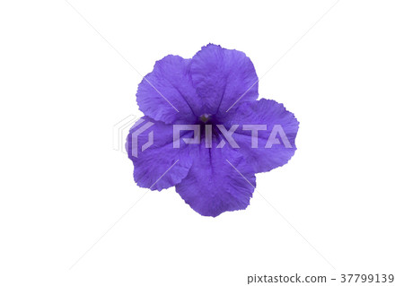Popping pod or Cracker plant flower  on white. 37799139