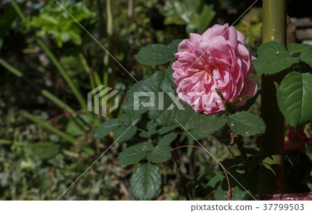 Pink roses in the garden Pink roses in the garden 37799503