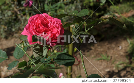 Pink roses in the garden 37799504