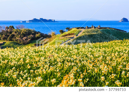 Nomozaki Narcissus Festival [Nomozaki Town, Nagasaki City, Nagasaki Prefecture] 37799733