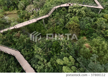 Wooden bridge 37800112
