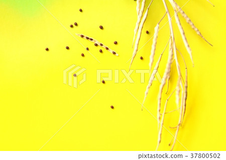 Rape flower seed 37800502
