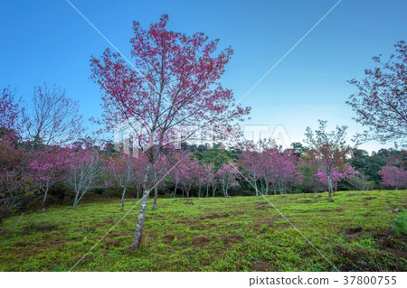 Cherry flower Prunus cerasoides,Giant tiger flower Cherry flower Prunus cerasoides,Giant tiger flower 37800755
