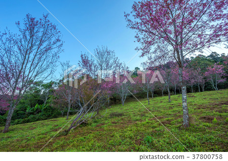 Cherry flower Prunus cerasoides,Giant tiger flower Cherry flower Prunus cerasoides,Giant tiger flower 37800758