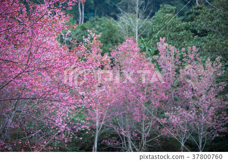 Cherry flower Prunus cerasoides,Giant tiger flower Cherry flower Prunus cerasoides,Giant tiger flower 37800760