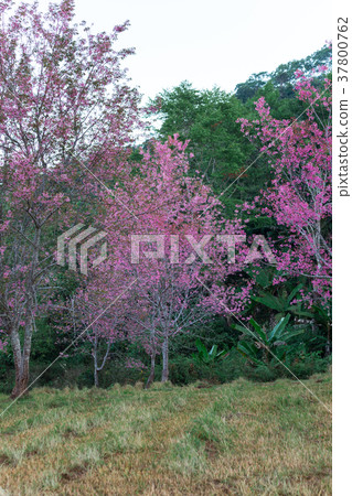 Cherry flower Prunus cerasoides,Giant tiger flower Cherry flower Prunus cerasoides,Giant tiger flower 37800762