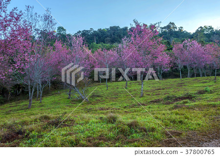 Cherry flower Prunus cerasoides,Giant tiger flower 37800765