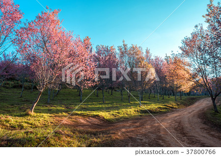 Cherry flower Prunus cerasoides,Giant tiger flower 37800766