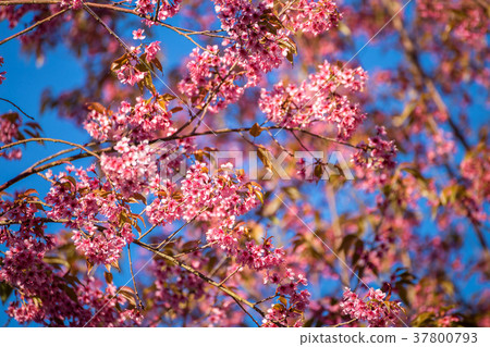 Cherry flower Prunus cerasoides,Giant tiger flower Cherry flower Prunus cerasoides,Giant tiger flower 37800793