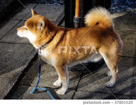 A Shiba Inu dog playing on street 37801520