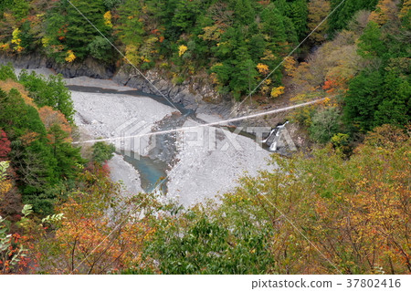 Shibata峽谷猴子橋 37802416
