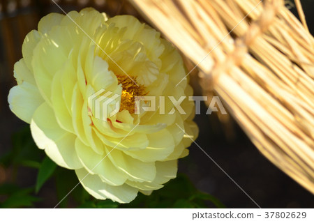 Winter button Winter button 37802629