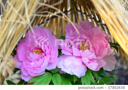 Winter button Winter button 37802630