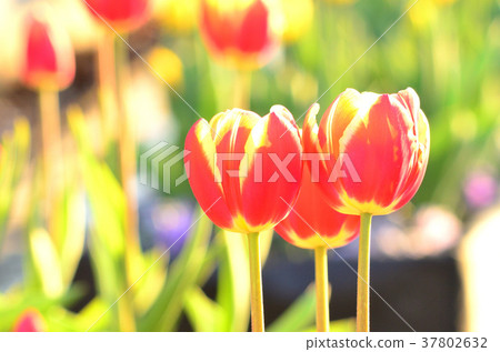 Ice tulip Ice tulip 37802632