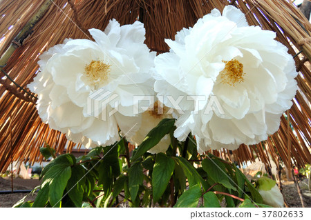 Winter button 37802633