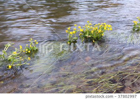 Flowers of Caltha palustris shaking from a water Flowers of Caltha palustris shaking from a water 37802997