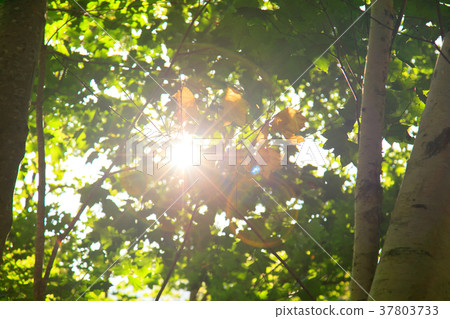 Sunbeams in summer 37803733
