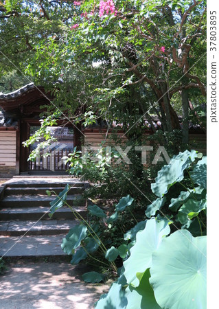Flower lotus which grows in front of the temple of Toshodaiji Temple 37803895