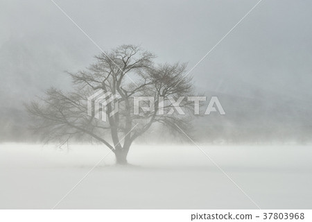 Ground blowing snow and one cherry blossoms 37803968